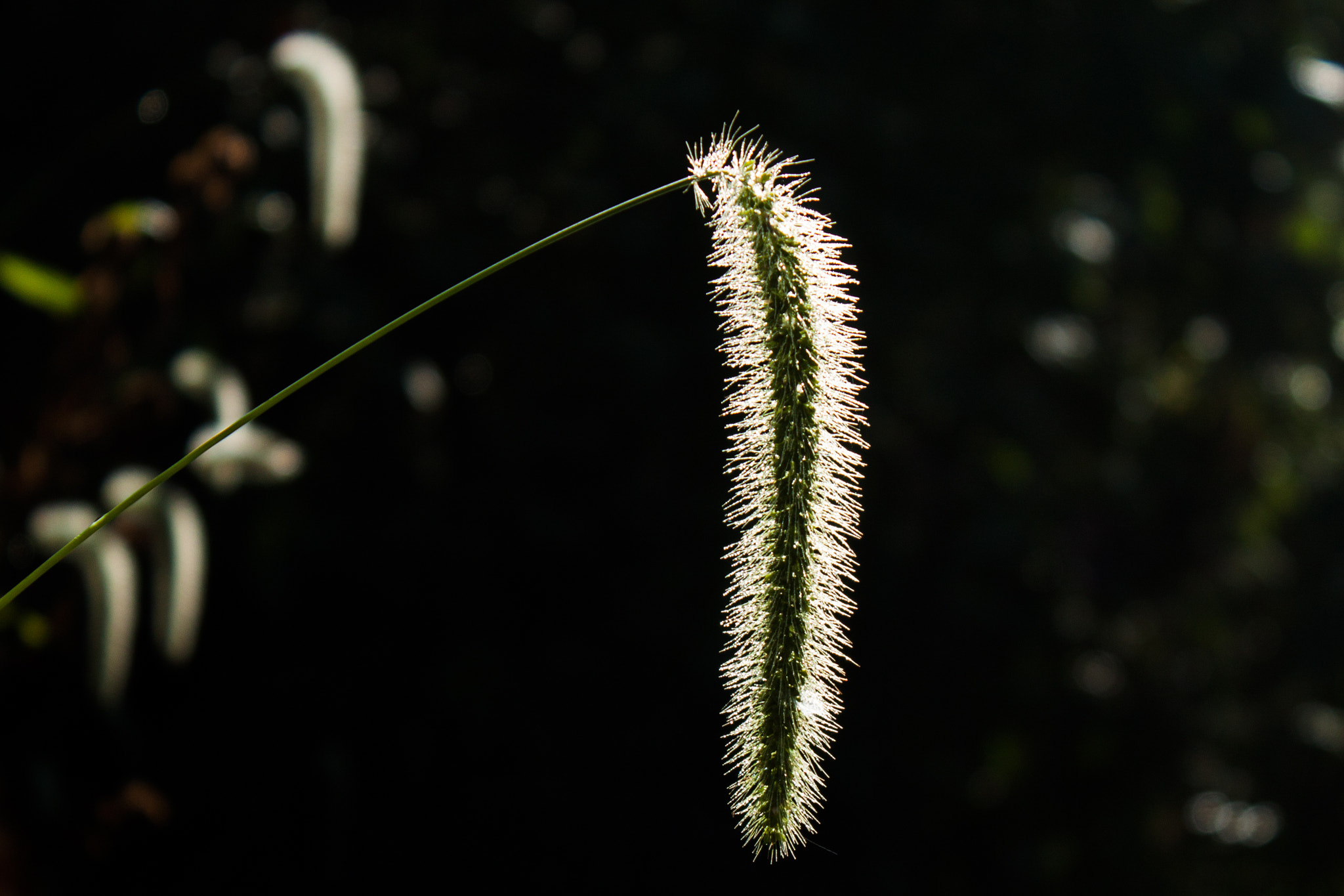 Canon EOS 500D (EOS Rebel T1i / EOS Kiss X3) sample photo. Morning reflections photography
