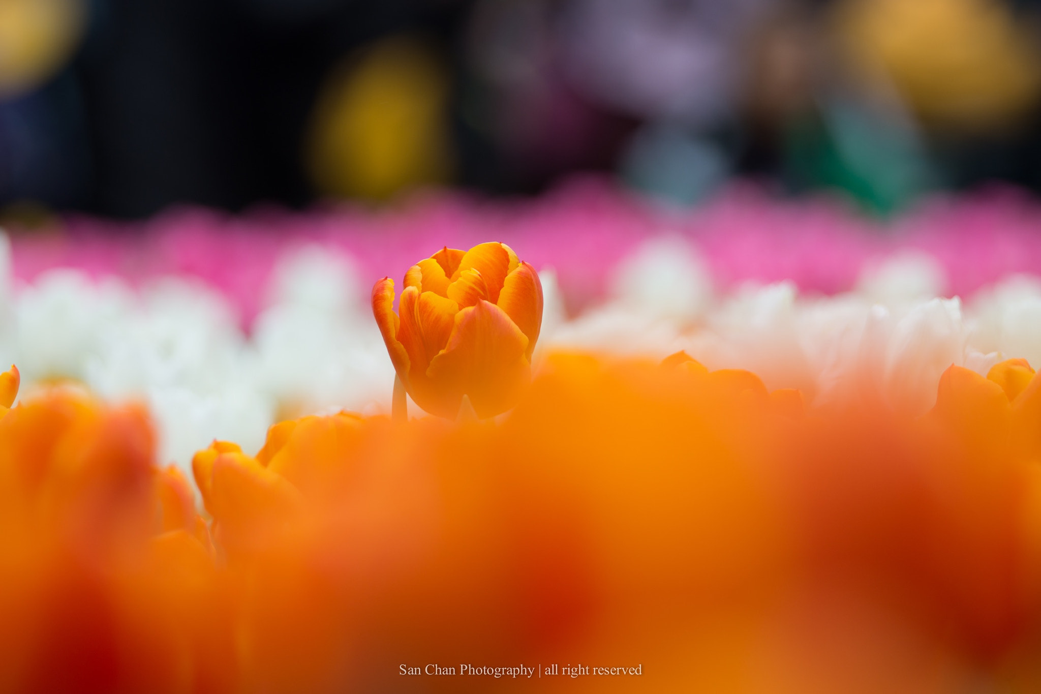 Sony a99 II sample photo. Color of flower photography