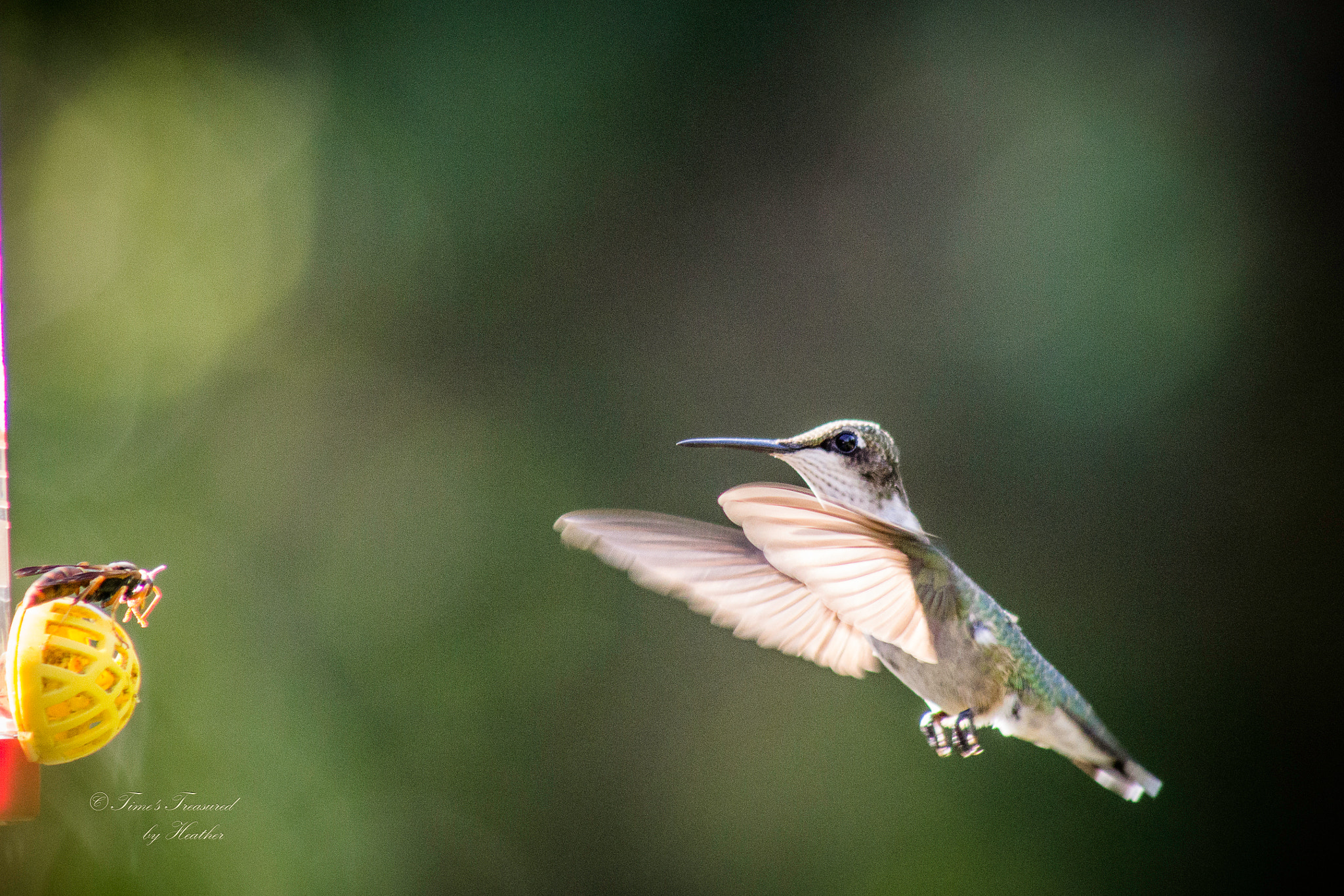 Canon EF 75-300mm f/4-5.6 USM sample photo. Hornet vs. hummer in the battle for sugary sweets.  photography