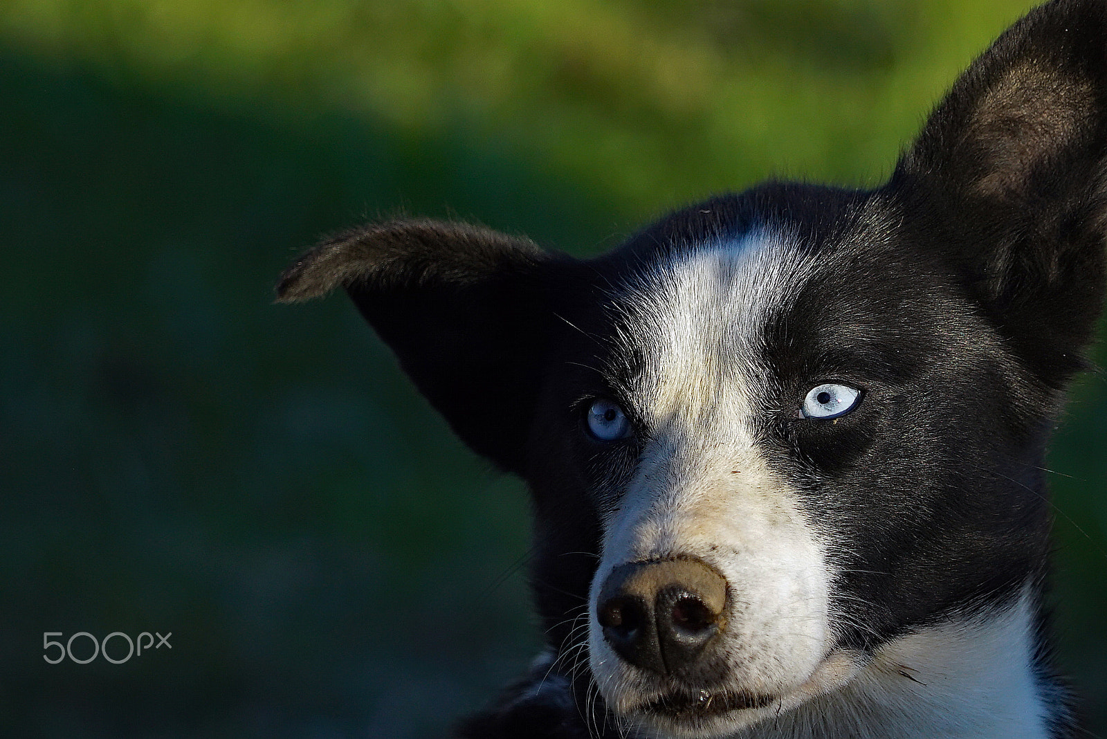 Sony a7S sample photo. Iditarod dog photography