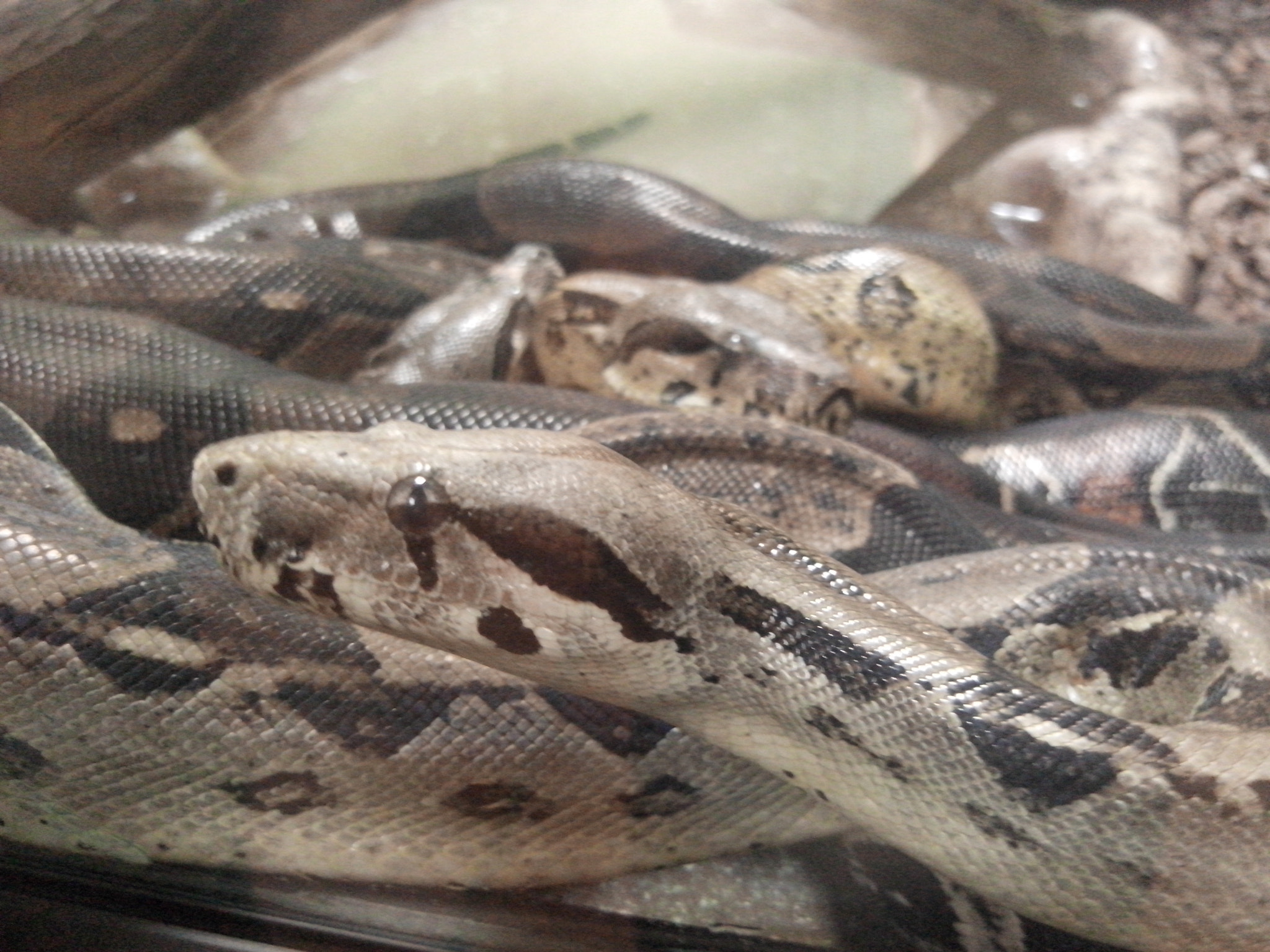 Motorola RAZR D3 sample photo. Boa constrictor photography