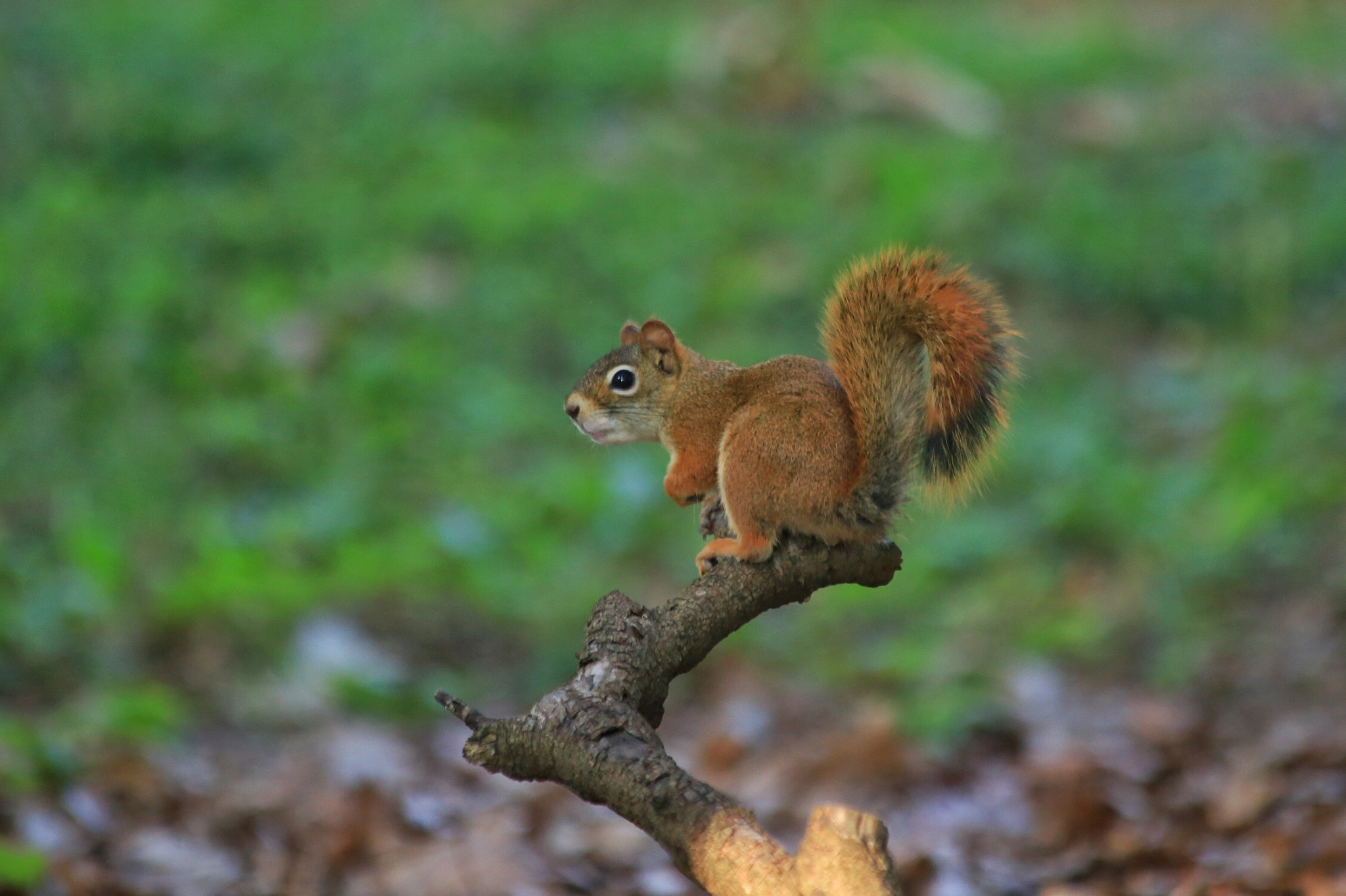 Canon EF 70-300mm F4-5.6 IS USM sample photo