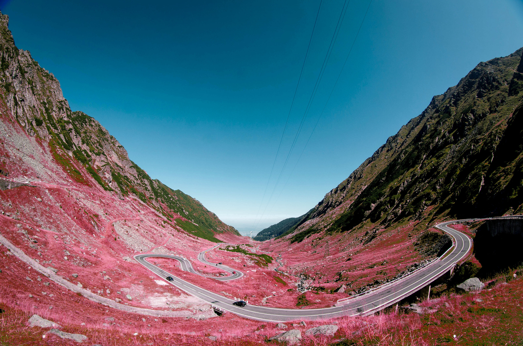 Nikon D7000 + Samyang 8mm F3.5 Aspherical IF MC Fisheye sample photo. In the pink photography