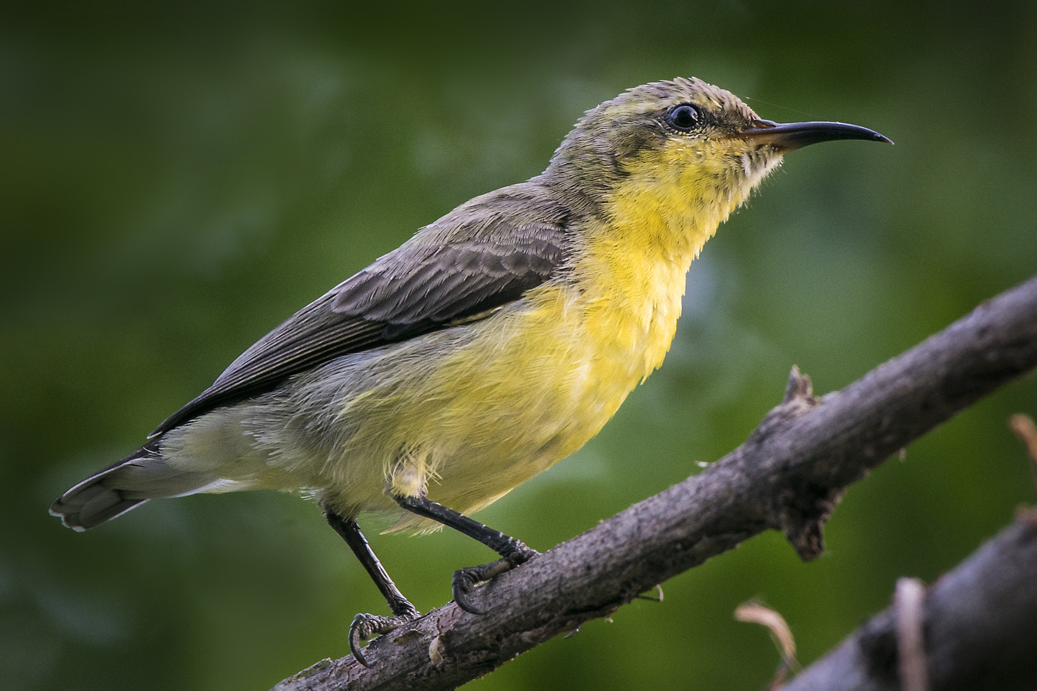 Nikon AF-S Nikkor 200-500mm F5.6E ED VR sample photo. Cc dsc photography