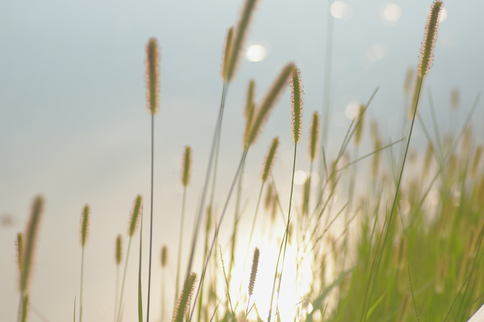 Canon EOS 7D Mark II + Tamron SP AF 90mm F2.8 Di Macro sample photo. ...草。 photography