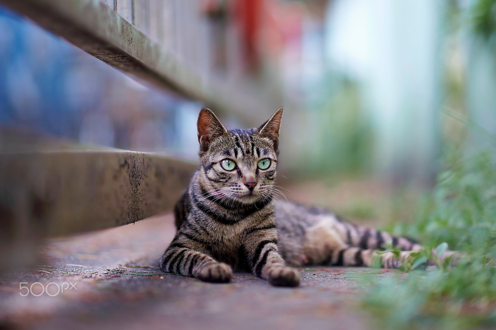 Sony Planar T* 85mm F1.4 ZA sample photo. Chinese civet cats photography