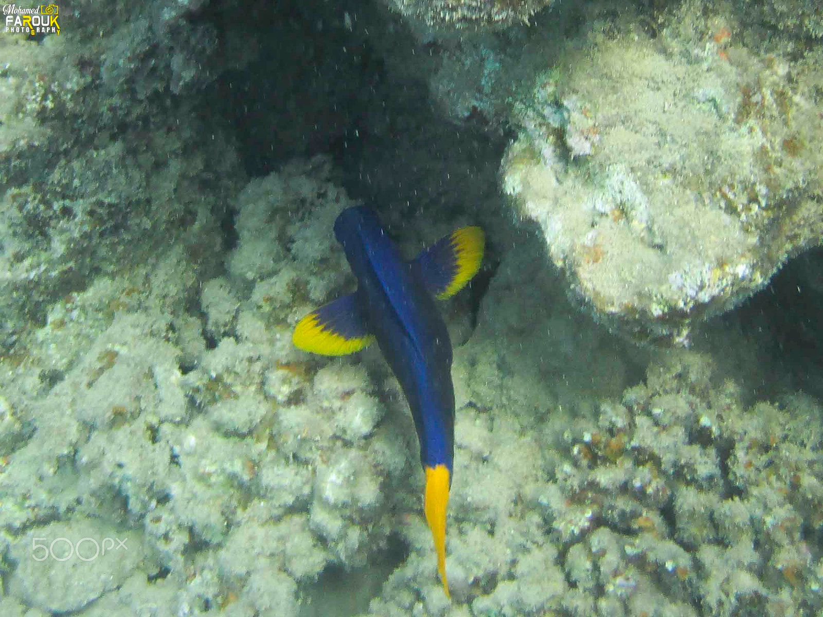 Canon PowerShot ELPH 135 (IXUS 145 / IXY 120) sample photo. Yellowtail tang photography