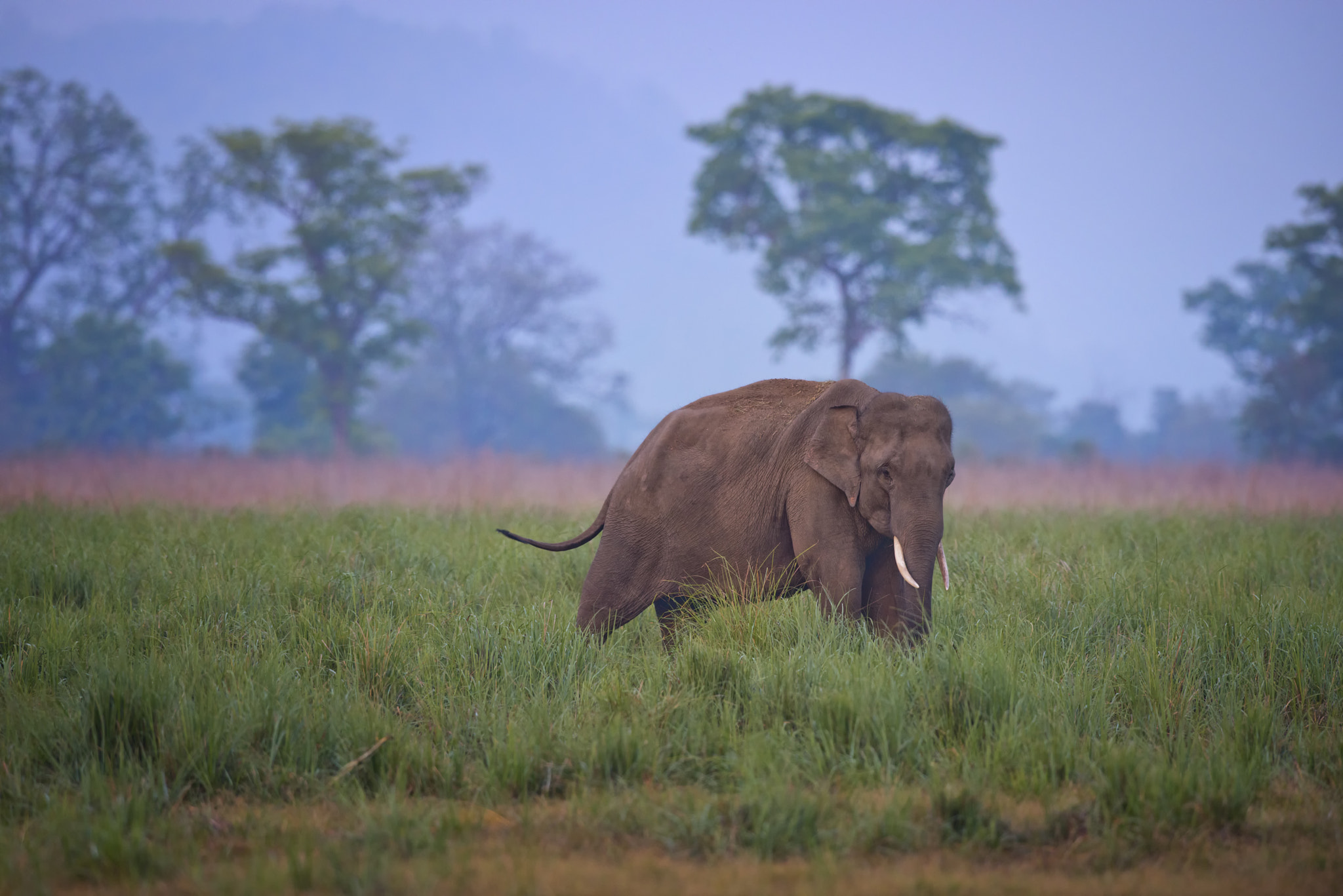 Nikon D800E + Nikon AF-S Nikkor 500mm F4G ED VR sample photo. Elephant rw photography
