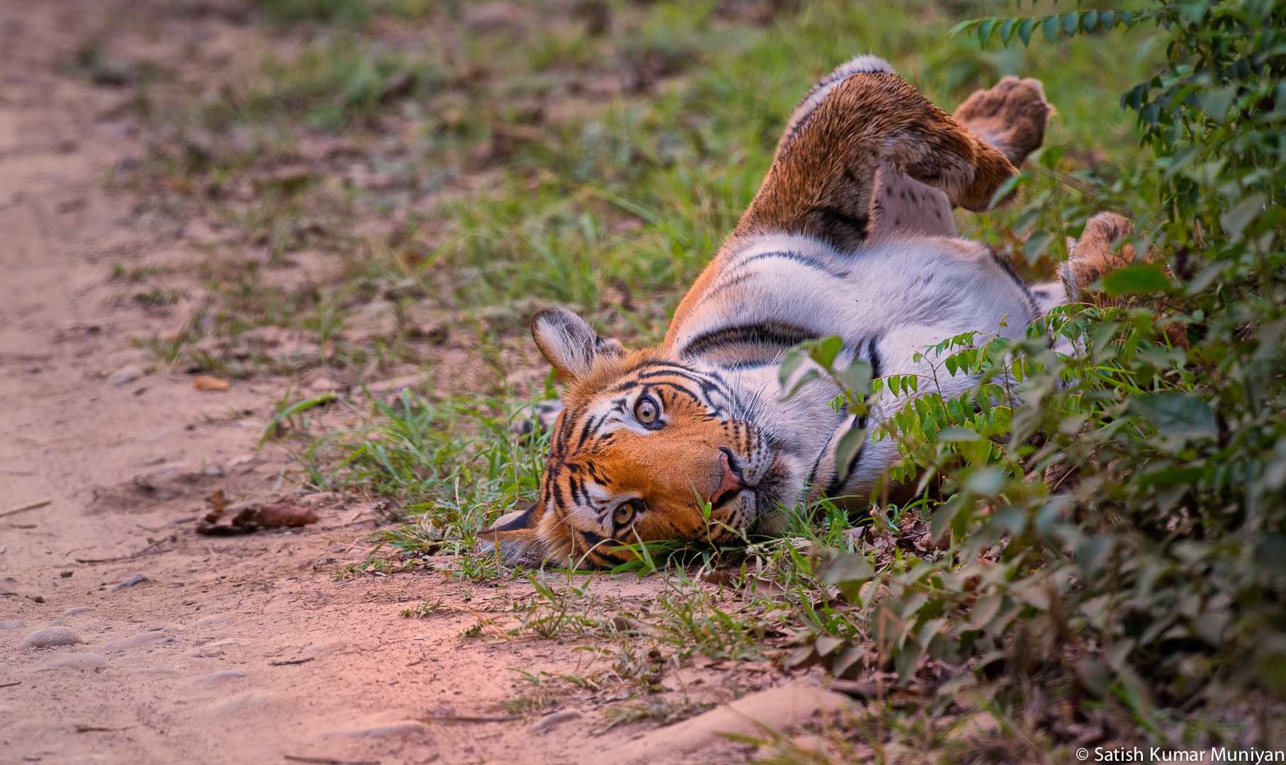 Nikon D800E + Nikon AF-S Nikkor 500mm F4G ED VR sample photo. Corbett tiger photography