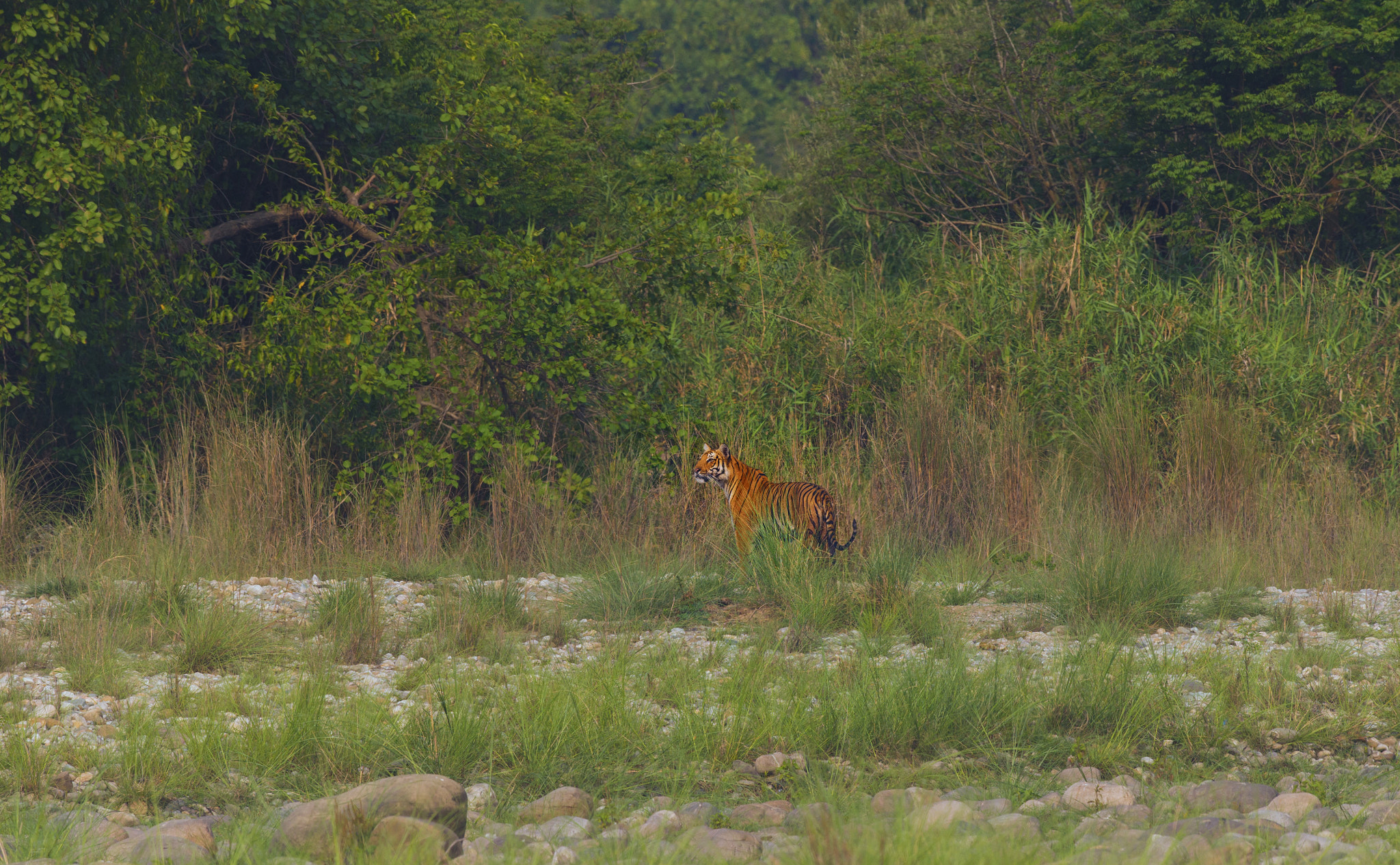 Nikon AF-S Nikkor 500mm F4G ED VR sample photo. Corbett tiger rw photography