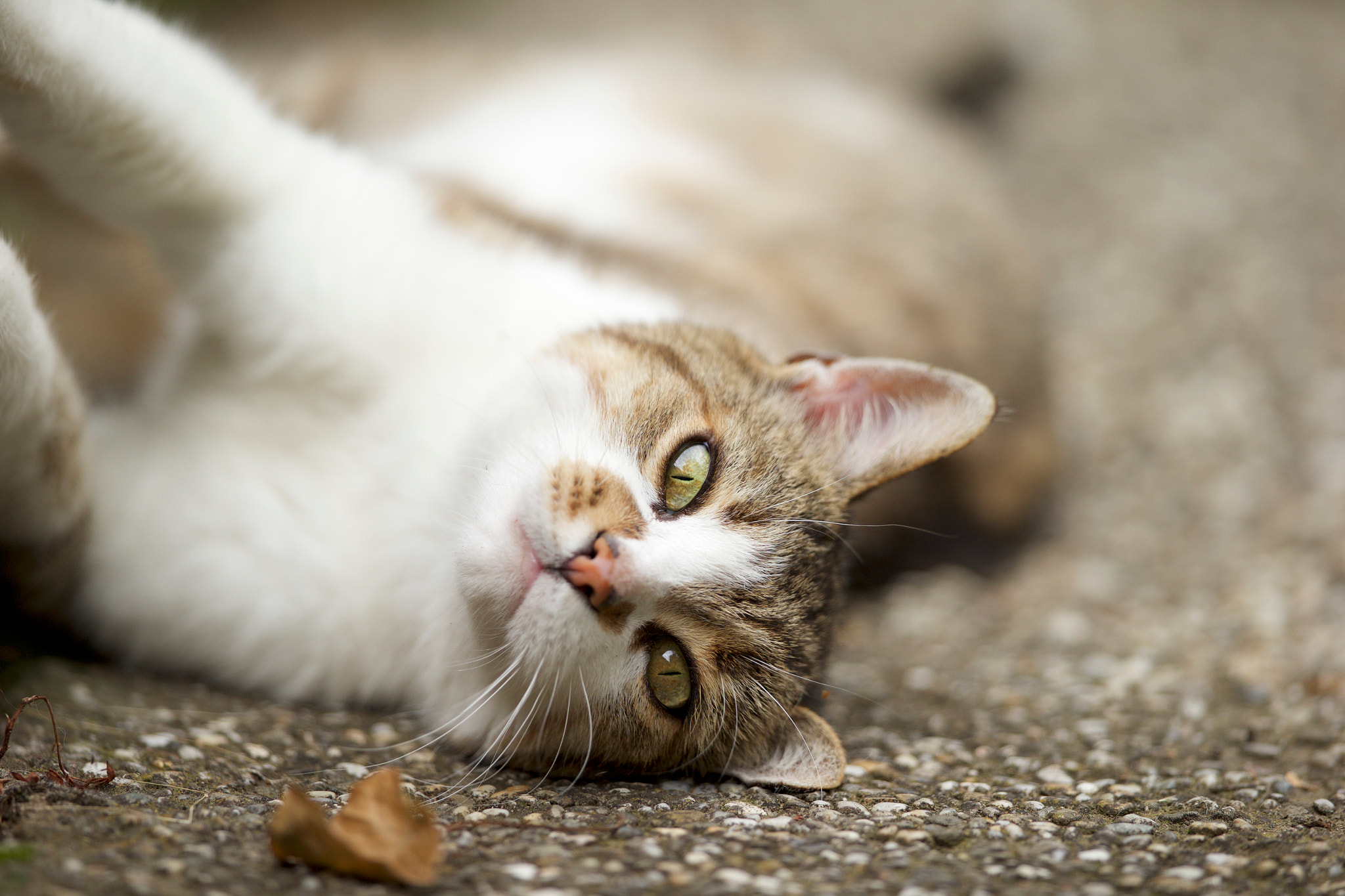 Canon EF 300mm F2.8L IS II USM sample photo. Kadisha photography