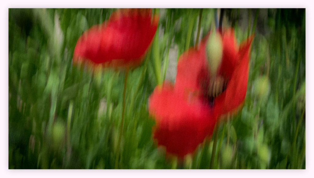 Olympus M.Zuiko Digital 14-42mm F3.5-5.6 II R sample photo. Poppies in the wind photography