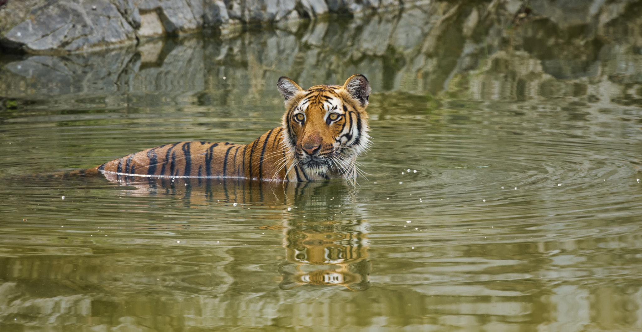 Nikon D800E + Nikon AF-S Nikkor 500mm F4G ED VR sample photo. Tiger rw photography