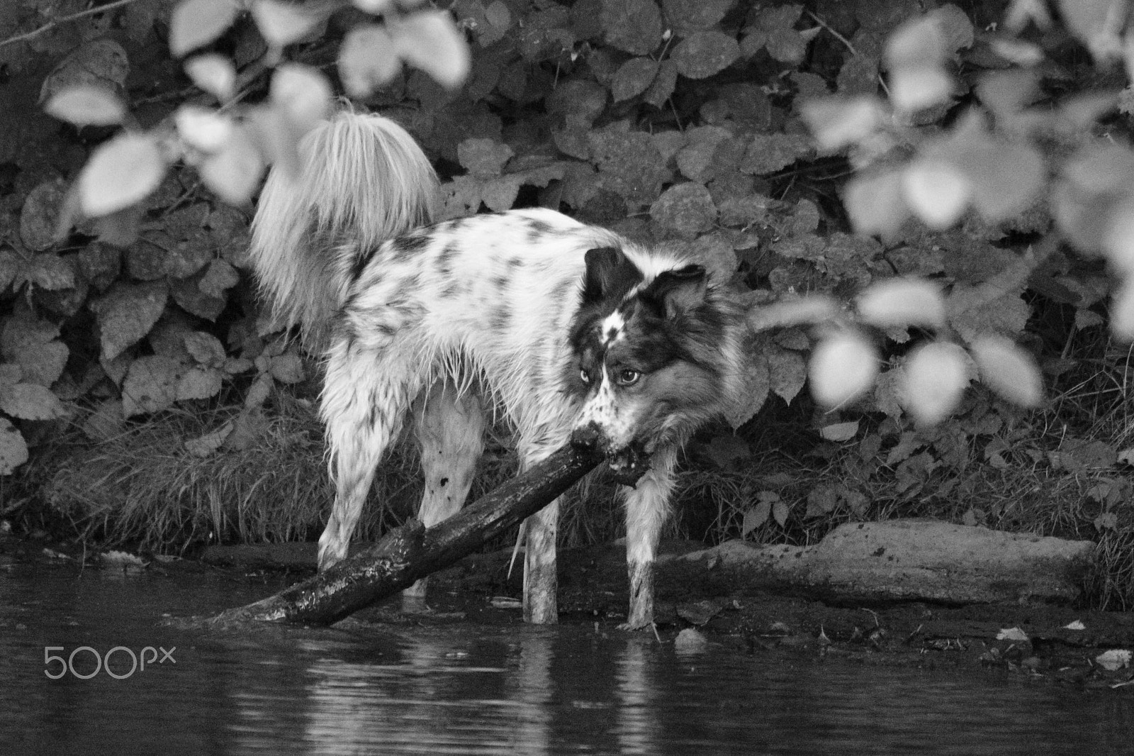 Sigma 150-500mm F5-6.3 DG OS HSM sample photo. No log too big! photography