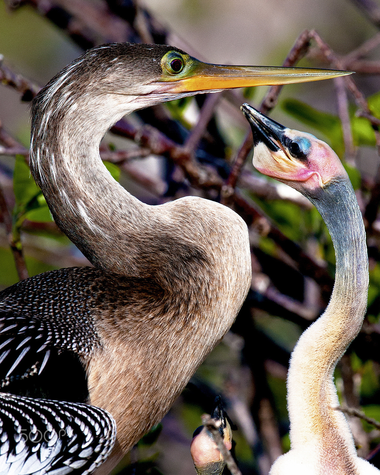 Nikon D300 + Nikon AF-S Nikkor 600mm F4G ED VR sample photo. Hello mother photography