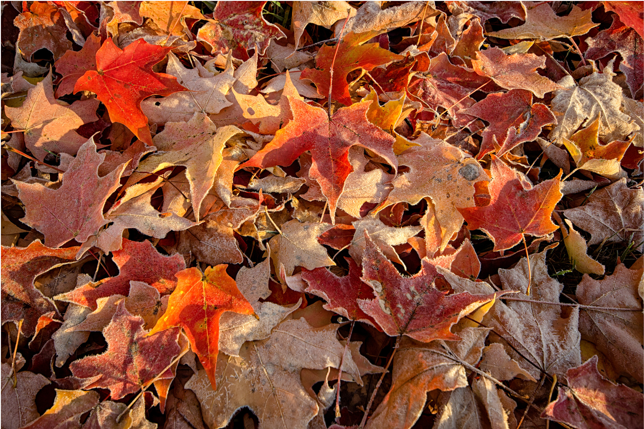 Sigma AF 10-20mm F4-5.6 EX DC sample photo. Crisp fall leaves photography