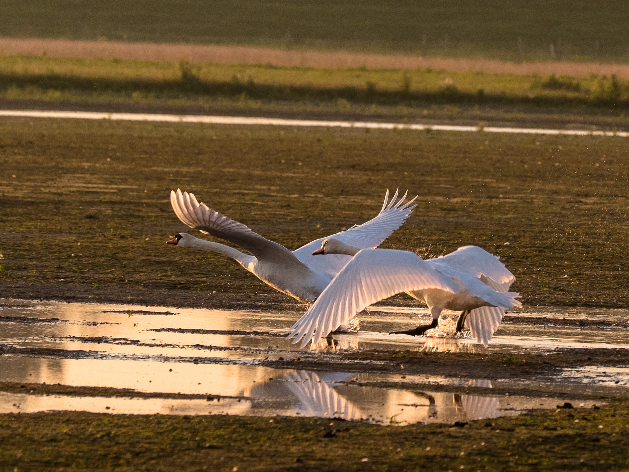 Fujifilm X-T1 + XF50-140mmF2.8 R LM OIS WR + 1.4x sample photo. Fly into a new day photography