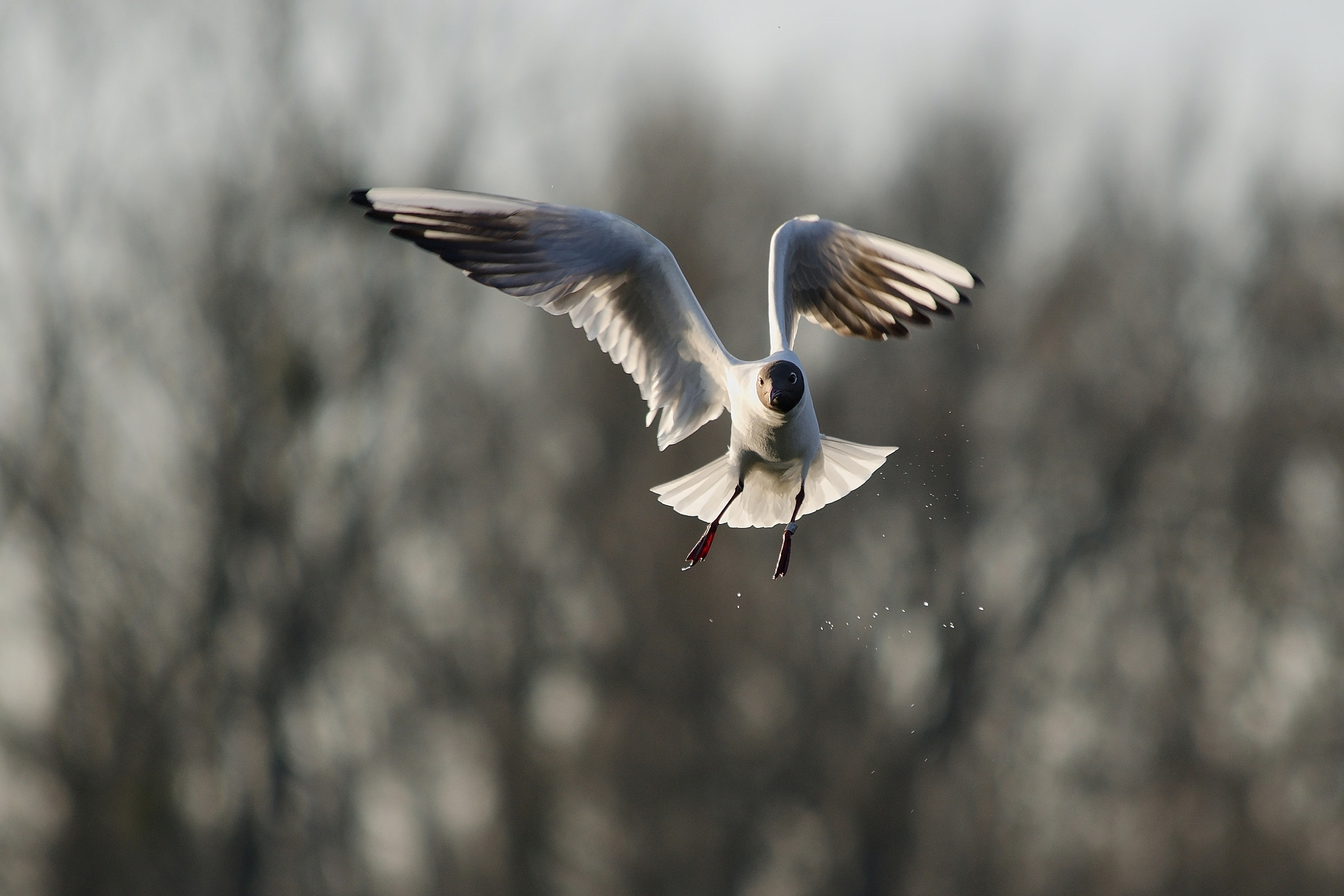 Sigma 70-200mm F2.8 EX DG Macro HSM II sample photo. Maneuver photography