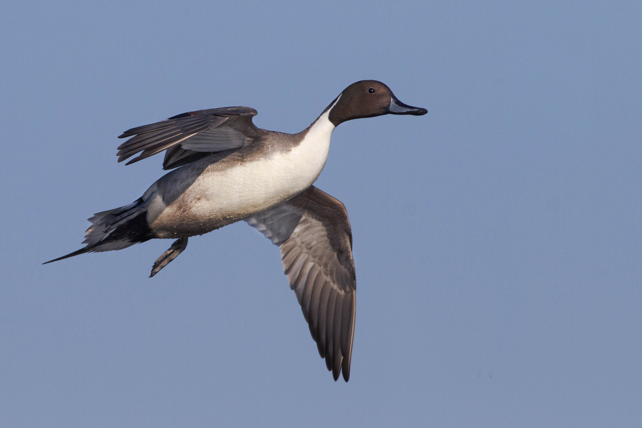 Canon EF 300mm f/2.8L + 2x sample photo. Codon photography