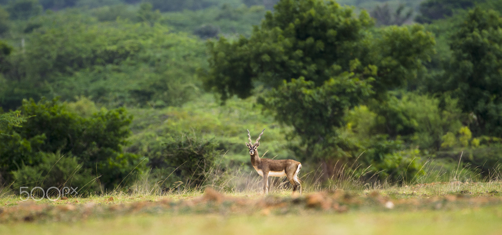Nikon AF-S Nikkor 200-500mm F5.6E ED VR sample photo. Blackbuck... photography