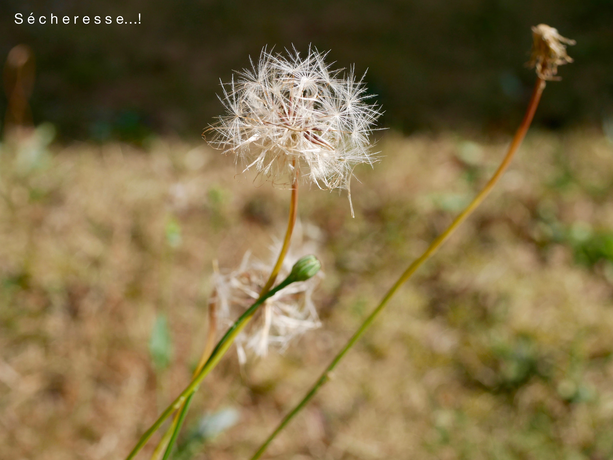 Panasonic DMC-G70 + Panasonic Lumix G Macro 30mm F2.8 ASPH Mega OIS sample photo. Sécheresse...! photography