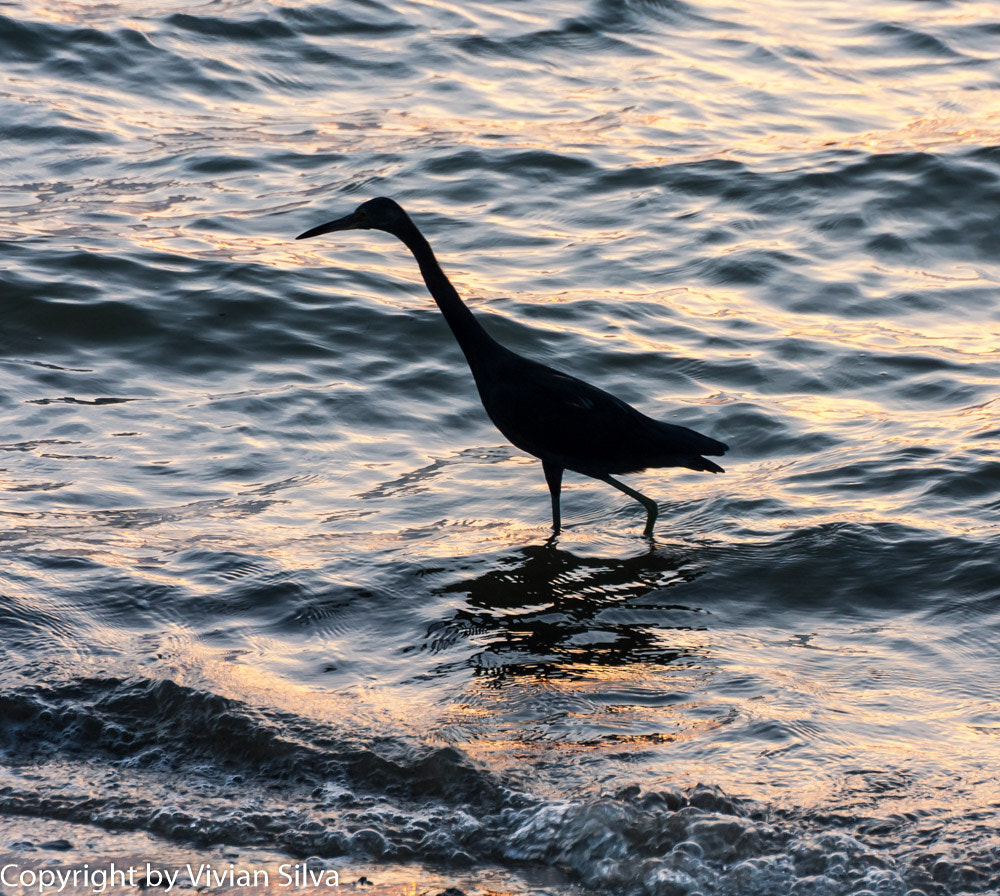 Canon EOS 40D sample photo. Anhinga ding darling bird photography