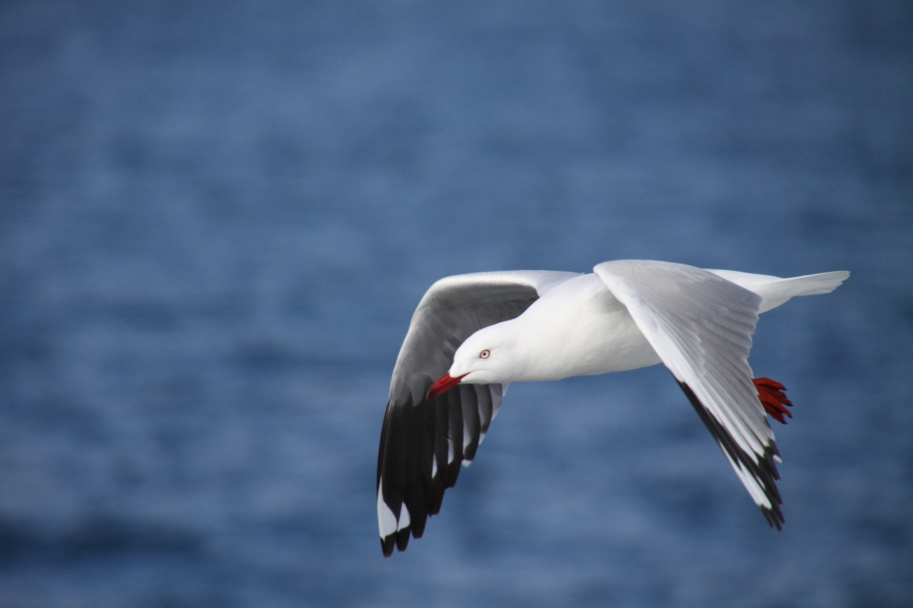 Canon EOS 50D sample photo. In flight photography