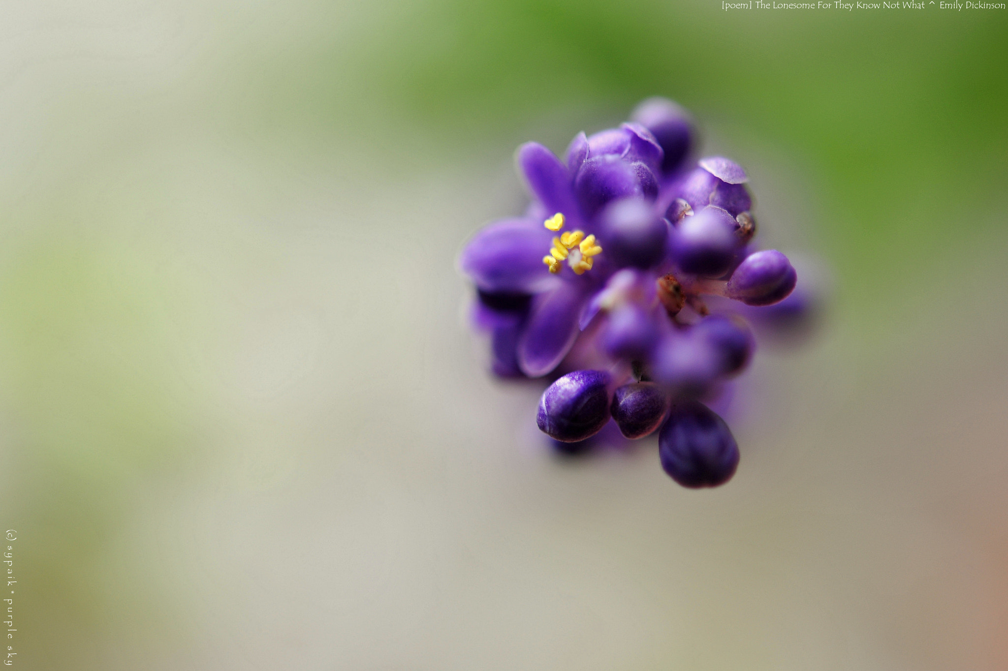 Nikon AF-S Micro-Nikkor 60mm F2.8G ED sample photo. The lonesome for they know not what photography