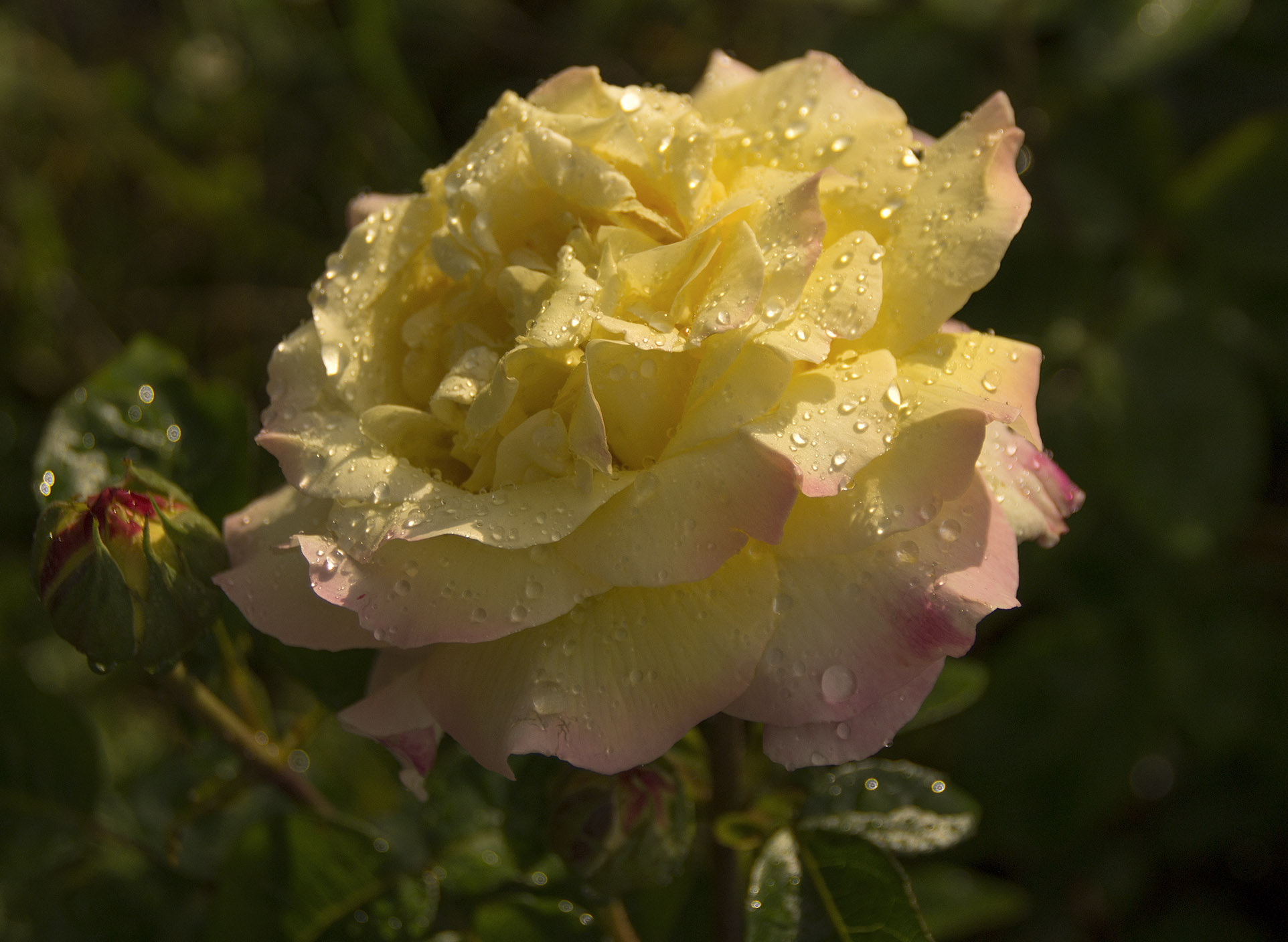 Sony SLT-A37 sample photo. Rose after rain. photography