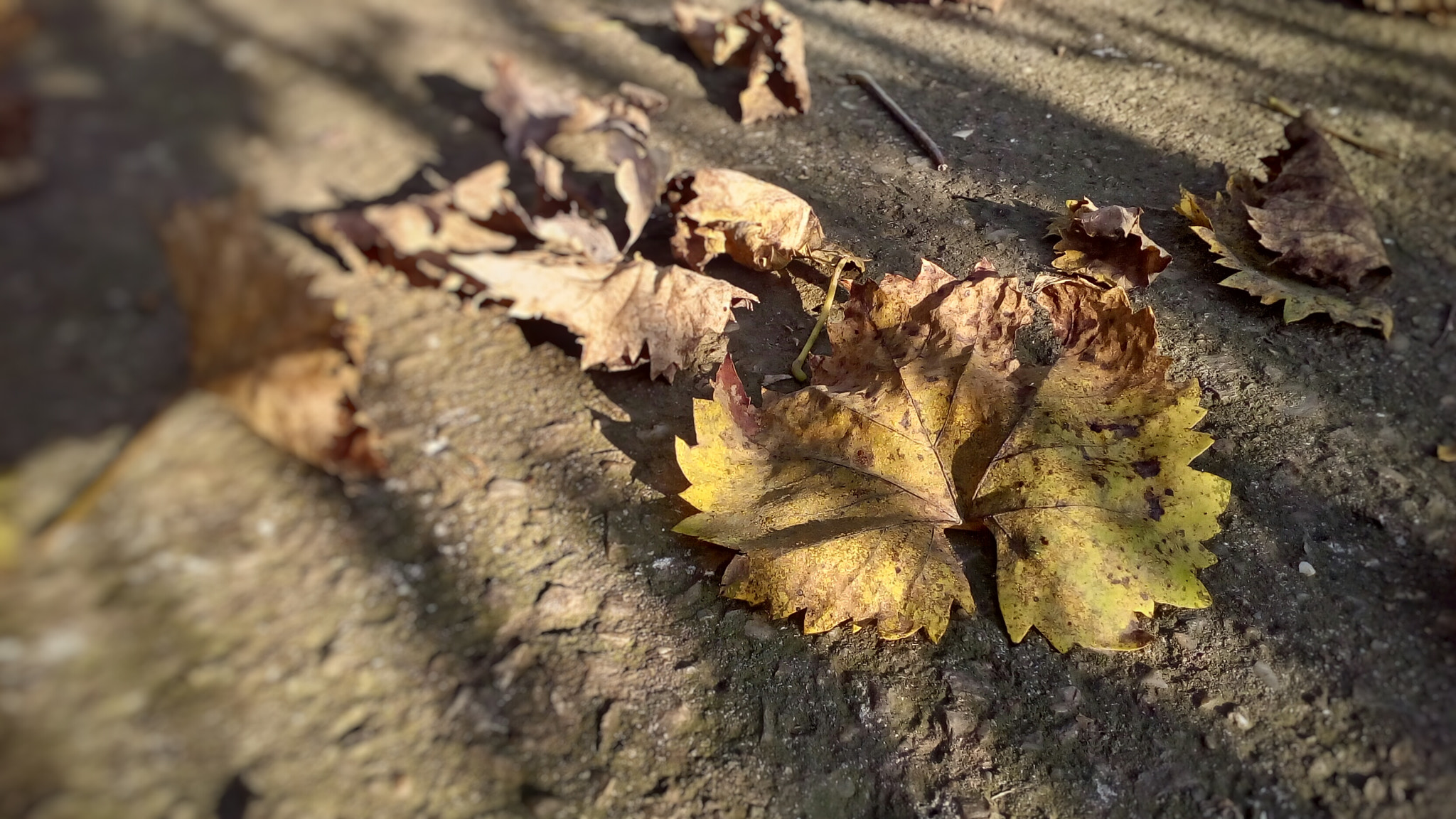 ASUS Zenfone Go (ASUS_Z00VD) sample photo