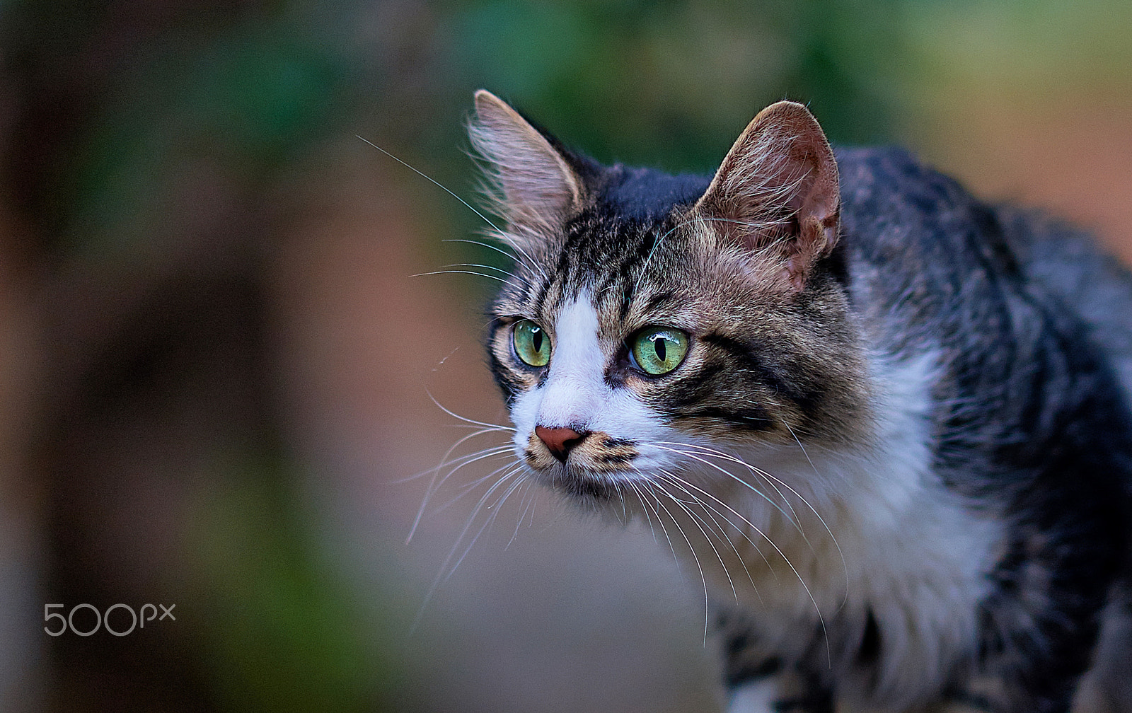 Sony a99 II sample photo. Green-eyed civet cats photography