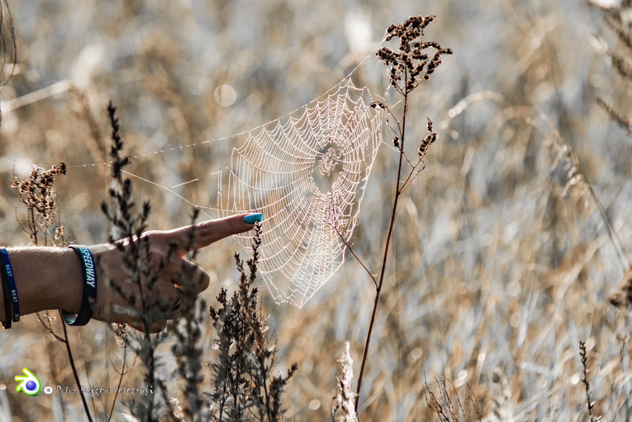 Minolta AF 80-200mm F2.8 HS-APO G sample photo. Blue spider  photography