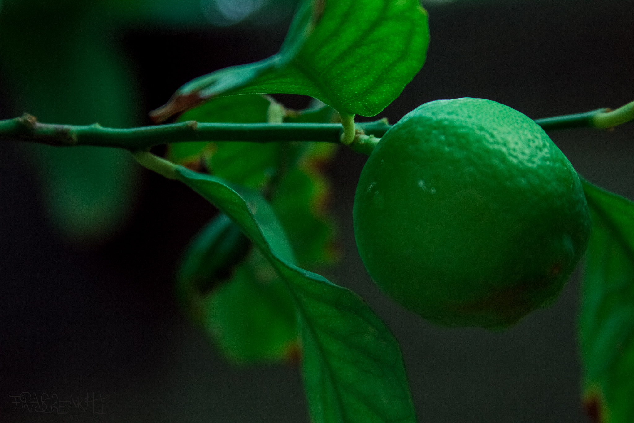 Canon EF 28-135mm F3.5-5.6 IS USM sample photo. Green lemon photography