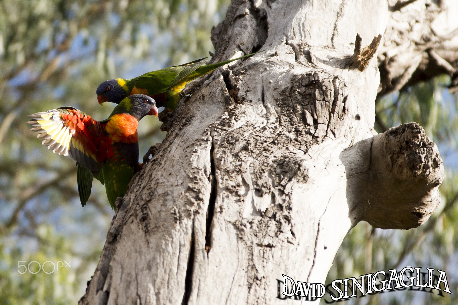 Nikon AF Nikkor 24-85mm F2.8-4D IF sample photo. Parrots on tree photography
