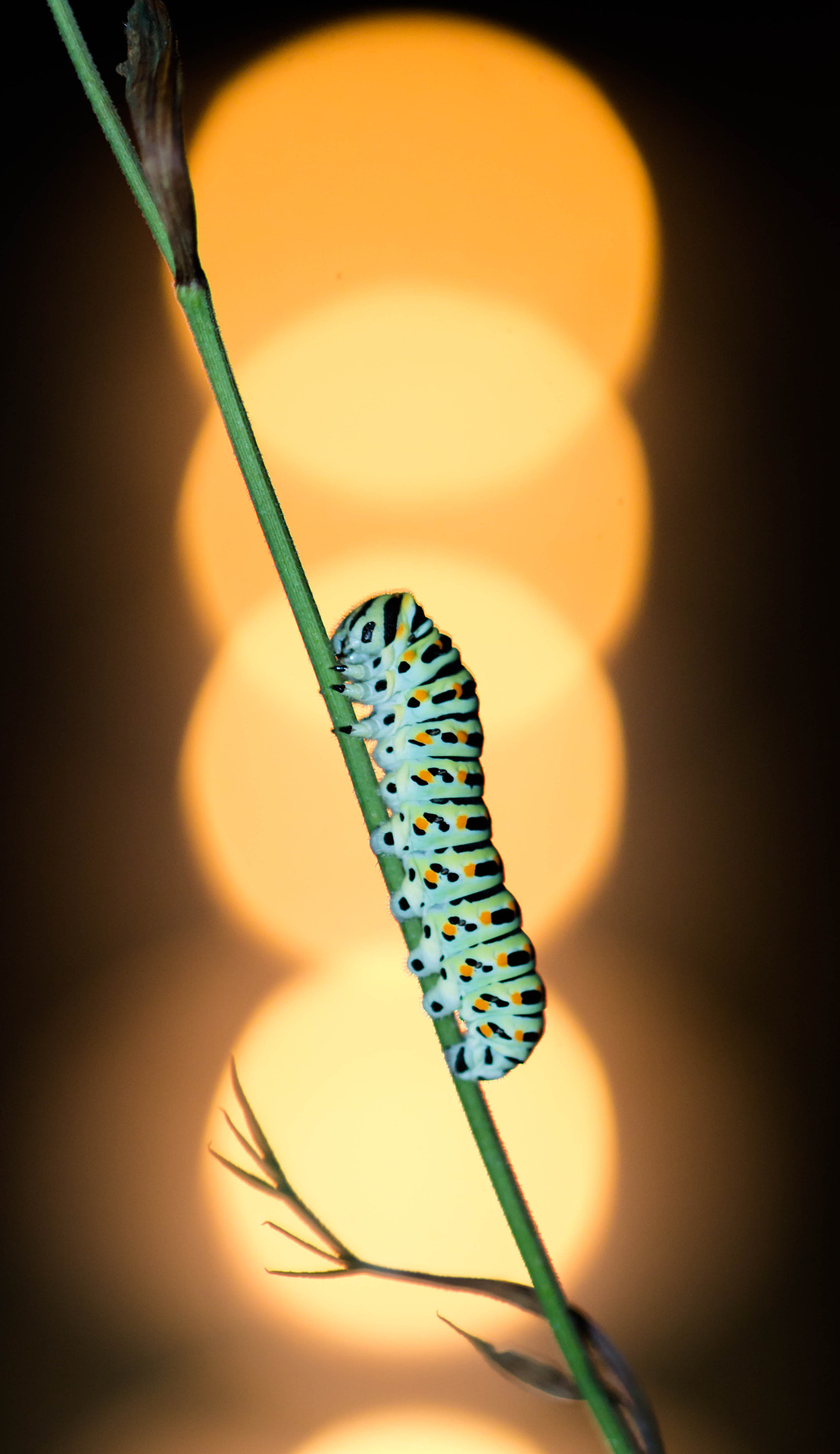 Canon EF 100mm F2.8L Macro IS USM sample photo. Machaon photography