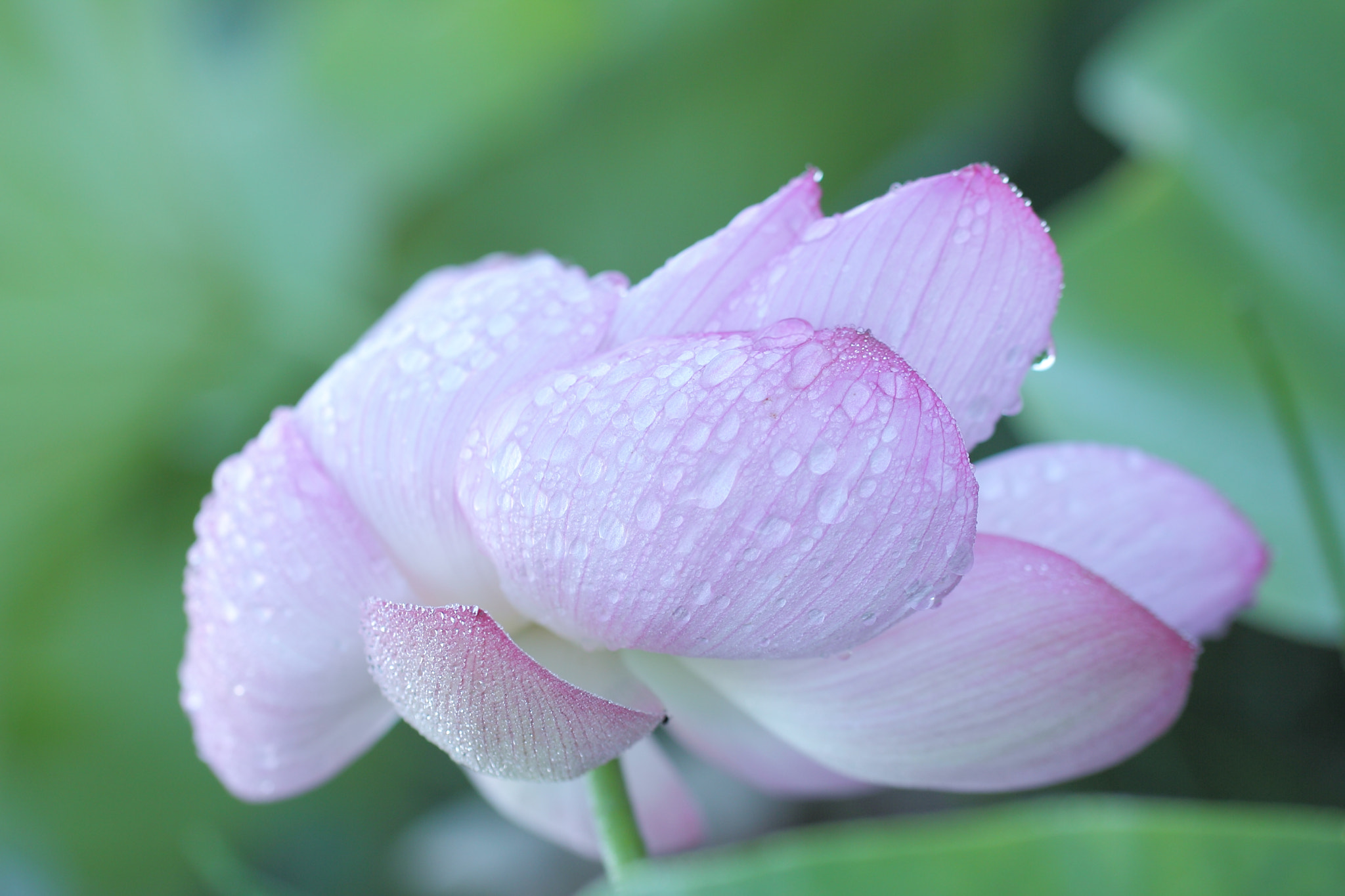 Tamron SP AF 60mm F2 Di II LD IF Macro sample photo. Look at me photography