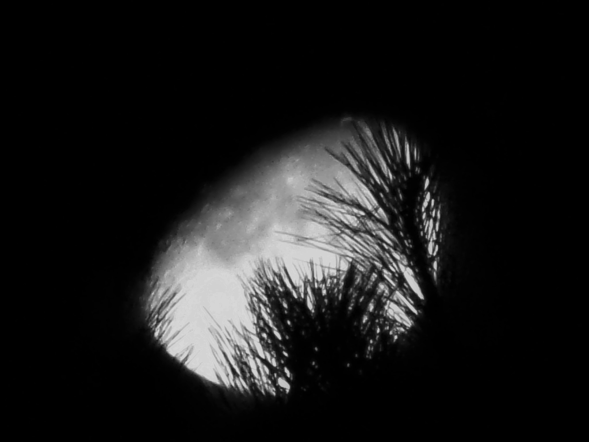 Samsung WB200F/WB201F/WB202F sample photo. Moon thru the pines photography