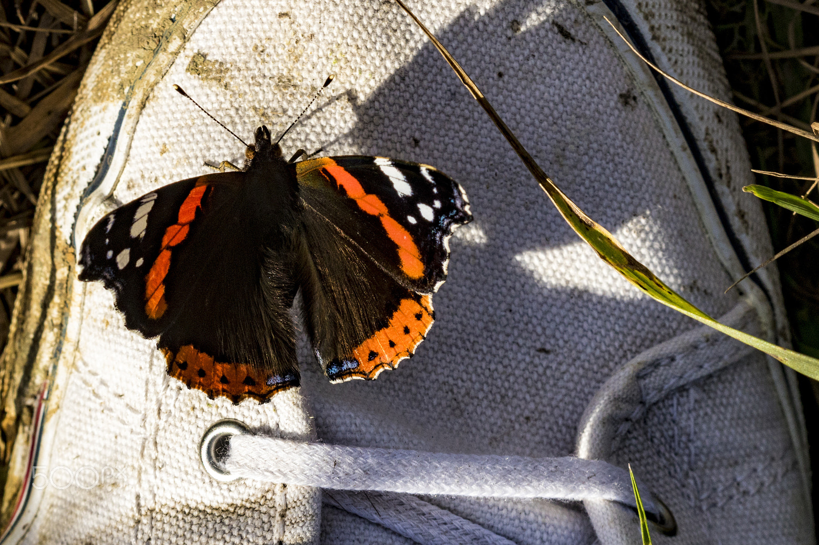 Canon EF 100mm F2.8 Macro USM sample photo. Vanessa atalanta photography