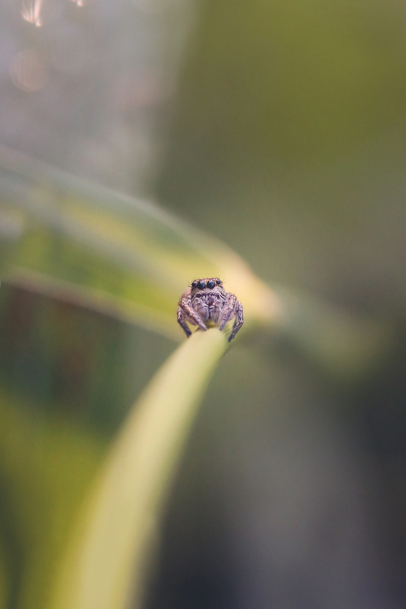 Canon EOS 6D + Tamron SP 90mm F2.8 Di VC USD 1:1 Macro sample photo. Spider on a stem photography