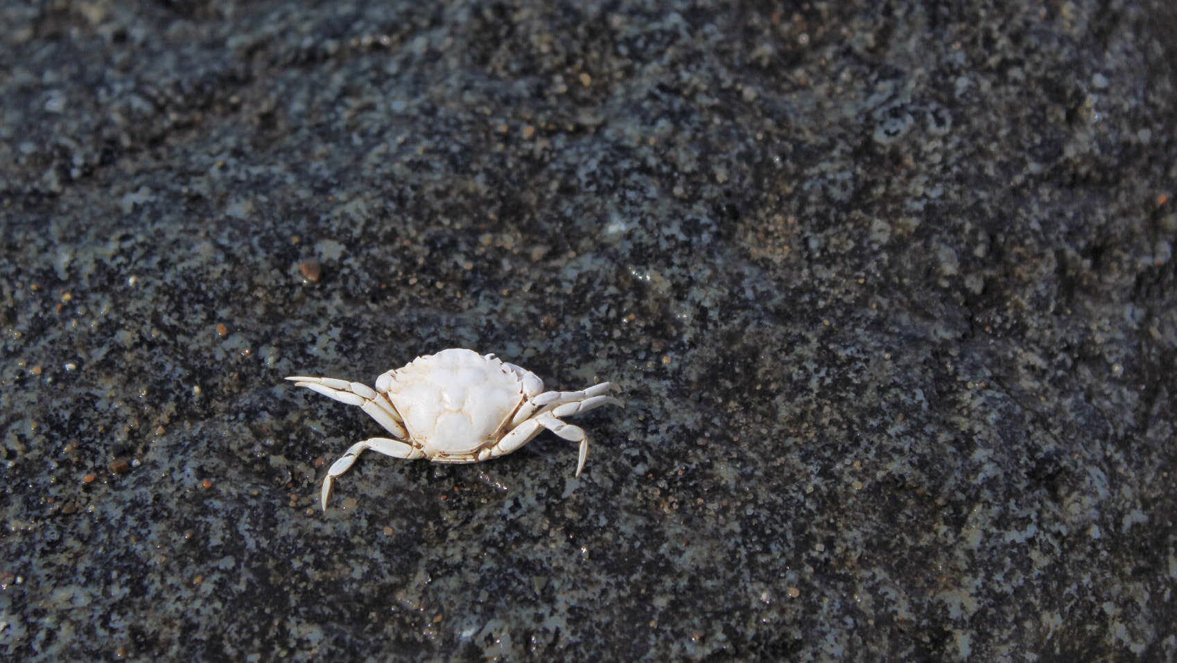 Canon EF-S 18-55mm F3.5-5.6 IS II sample photo. Ghost crab shell photography