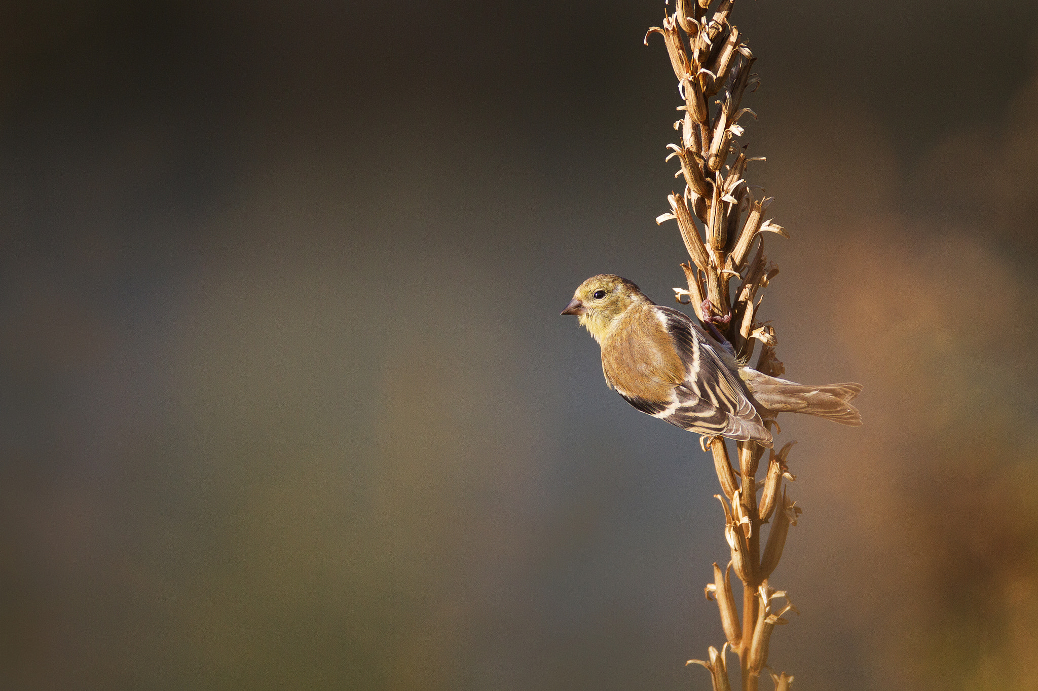 Canon EOS 7D + Canon EF 600mm f/4L IS sample photo. American goldfinch photography