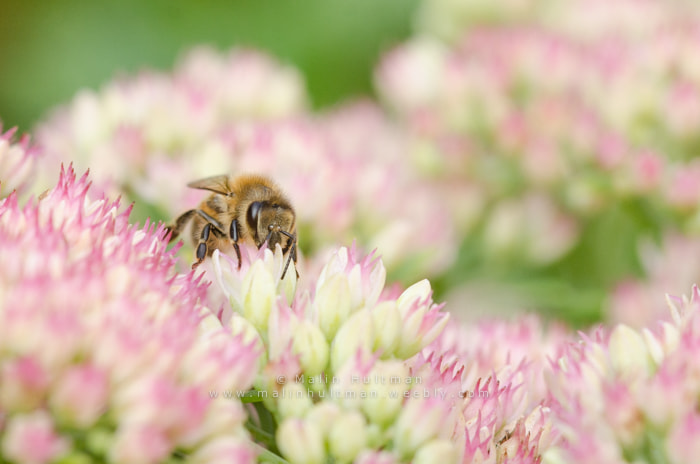 Sigma 105mm F2.8 EX DG Macro sample photo. Honeybee photography