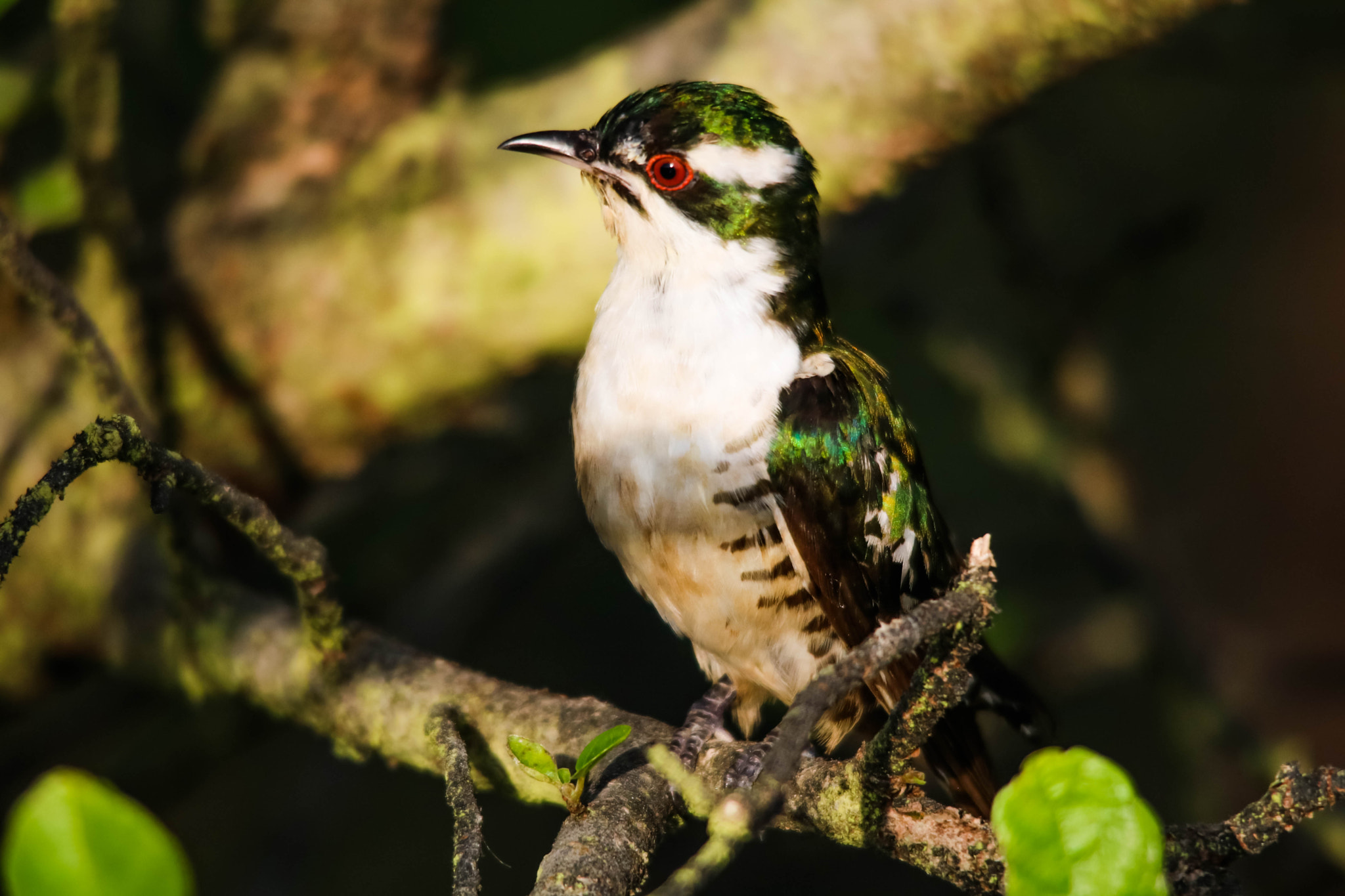 Sigma 150-500mm F5-6.3 DG OS HSM sample photo. وقواق ديدريك في جبال ظفار..منطقة كزميم  photography