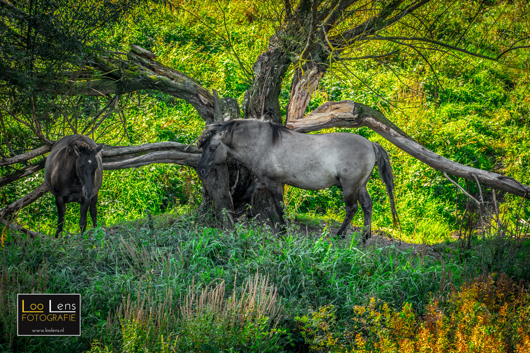 Samsung NX1 + NX 50-150mm F2.8 S sample photo. Camouflage horse ;-) photography