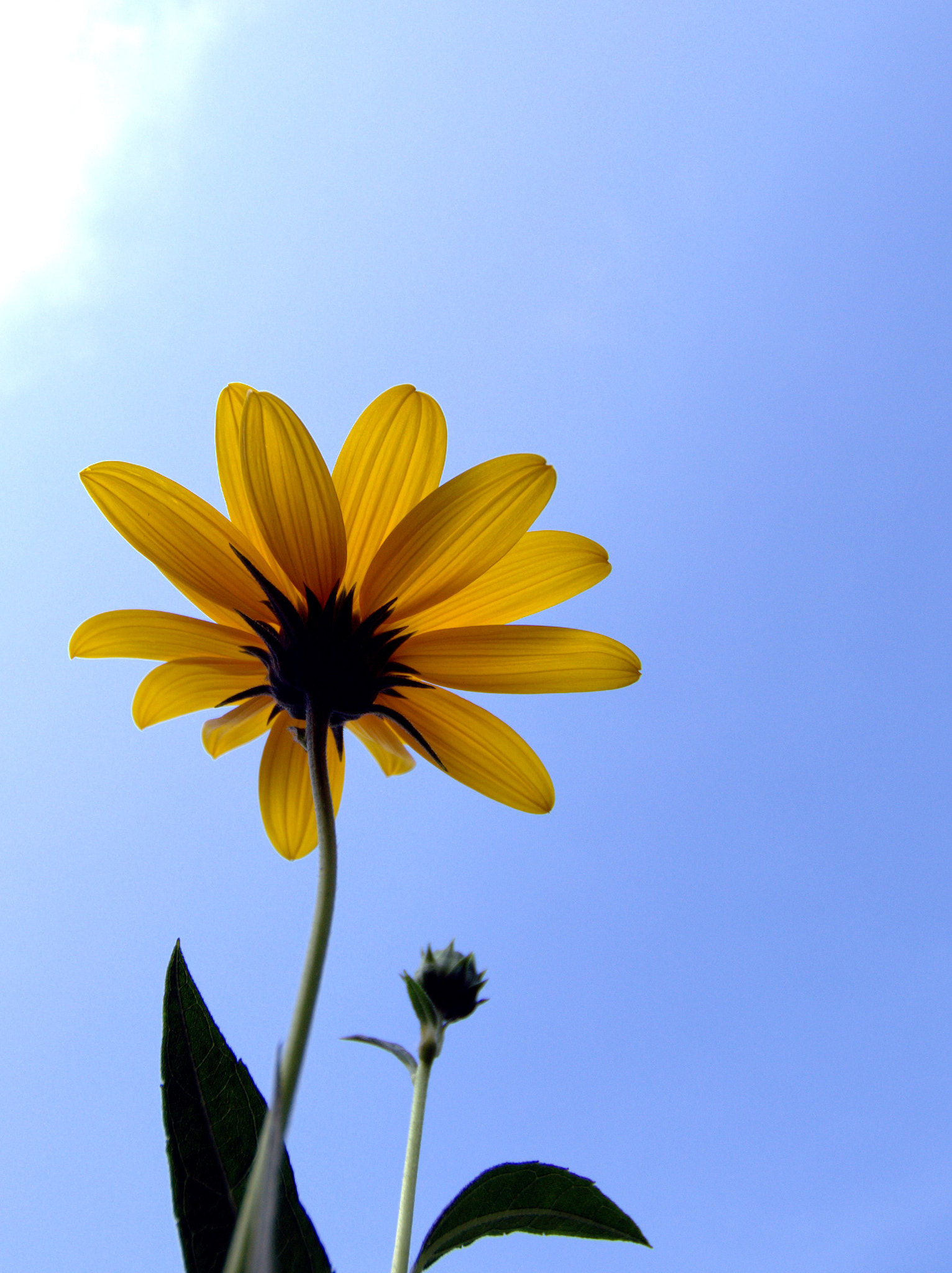 Nikon D3100 + Sigma 10-20mm F3.5 EX DC HSM sample photo. Blue and yellow photography