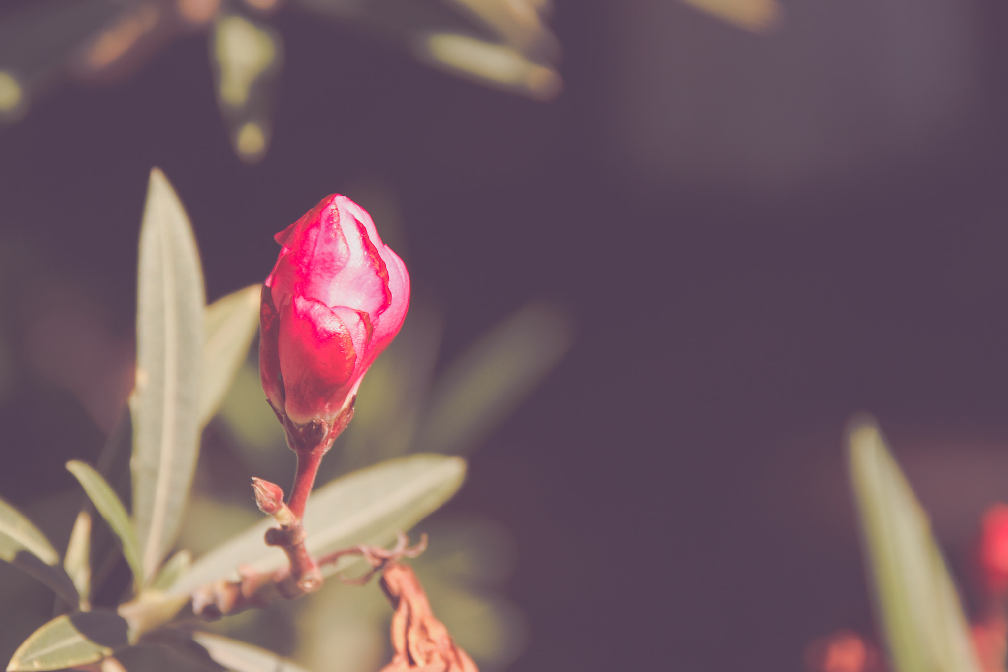 Canon EOS 450D (EOS Rebel XSi / EOS Kiss X2) sample photo. The beauty of simple things #2 photography