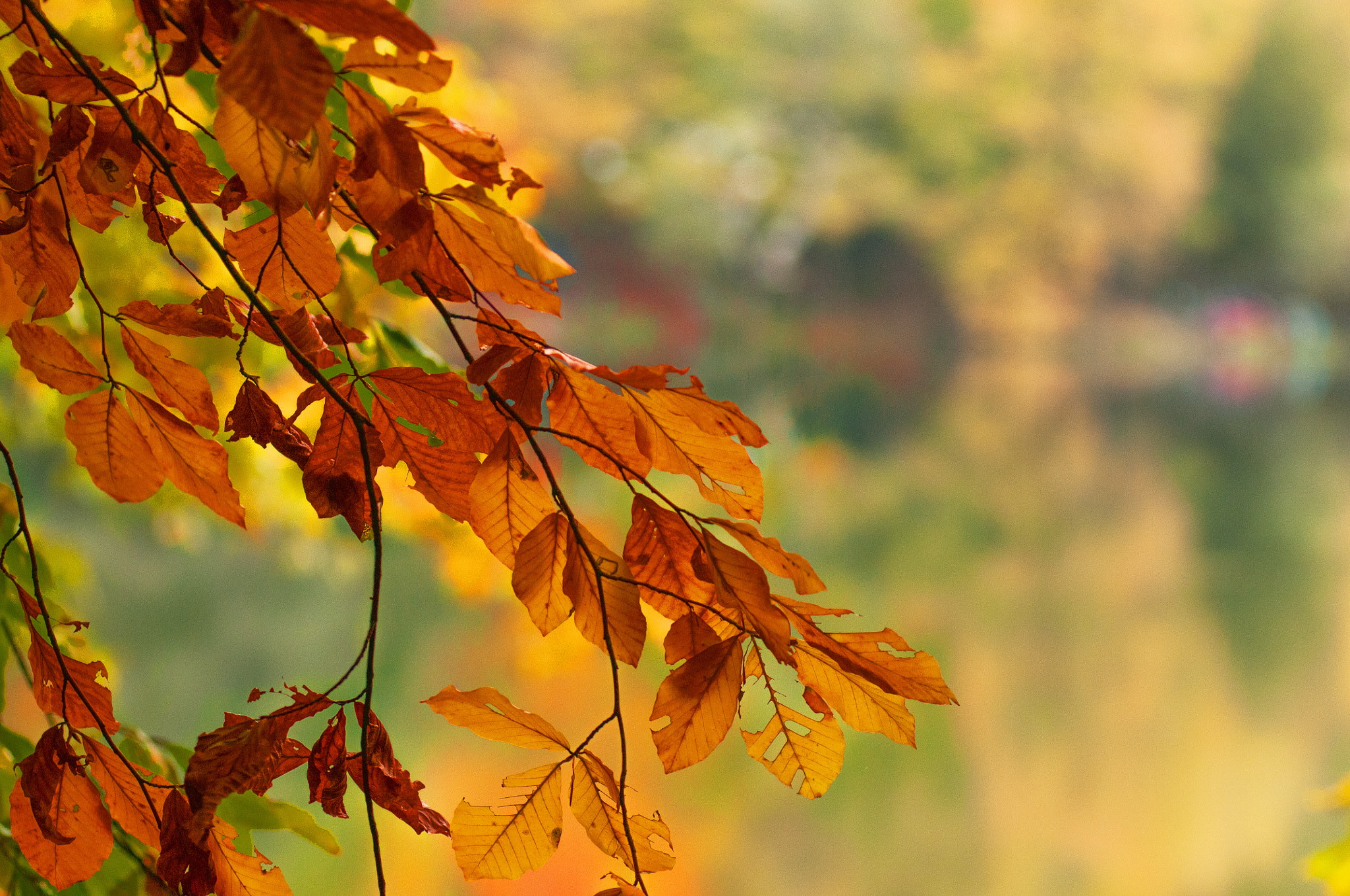 AF Zoom-Nikkor 80-200mm f/2.8 ED sample photo. Autumn is coming  photography