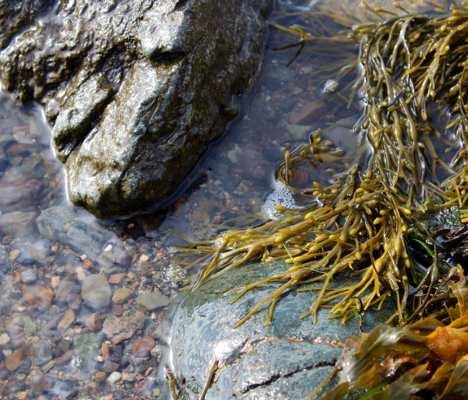 Canon EF-S 18-55mm F3.5-5.6 IS II sample photo. Seaweed fingers photography