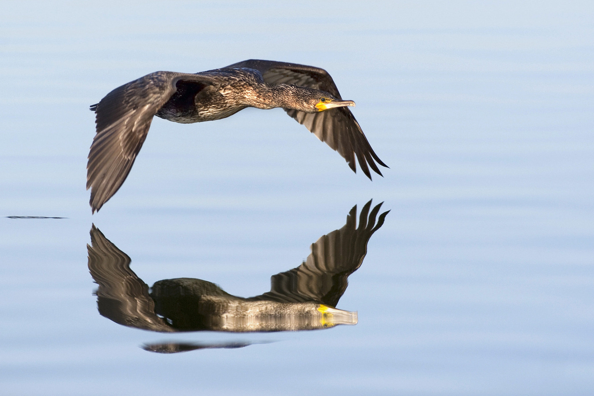 Canon EOS 30D + Canon EF 300mm f/2.8L sample photo. Cormorant photography