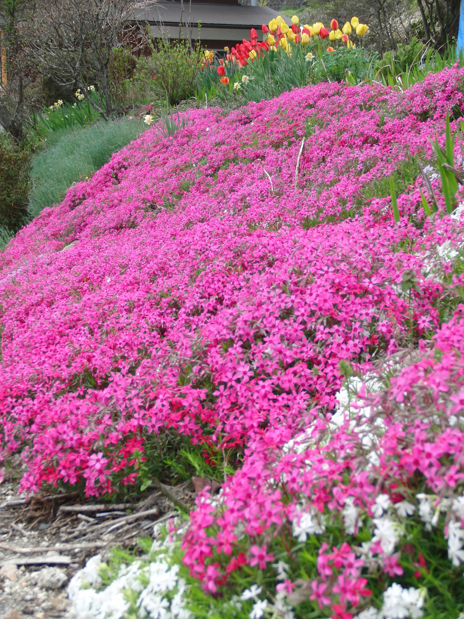 CASIO EX-FC100 sample photo. Moss phlox blooming- photography